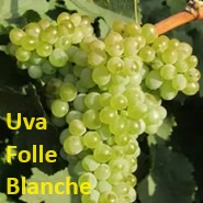 UBFolleBlanche