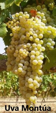 UBMontua