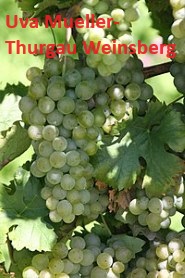 UB_M�ller-thurgau