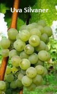 UB_Silvaner