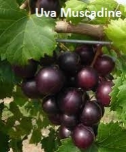 UvaMuscadine