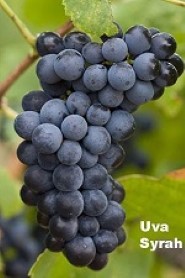 UTSyrah