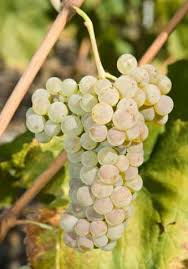 Resultado de imagen de Arvine VALAIS SWITZERLAND